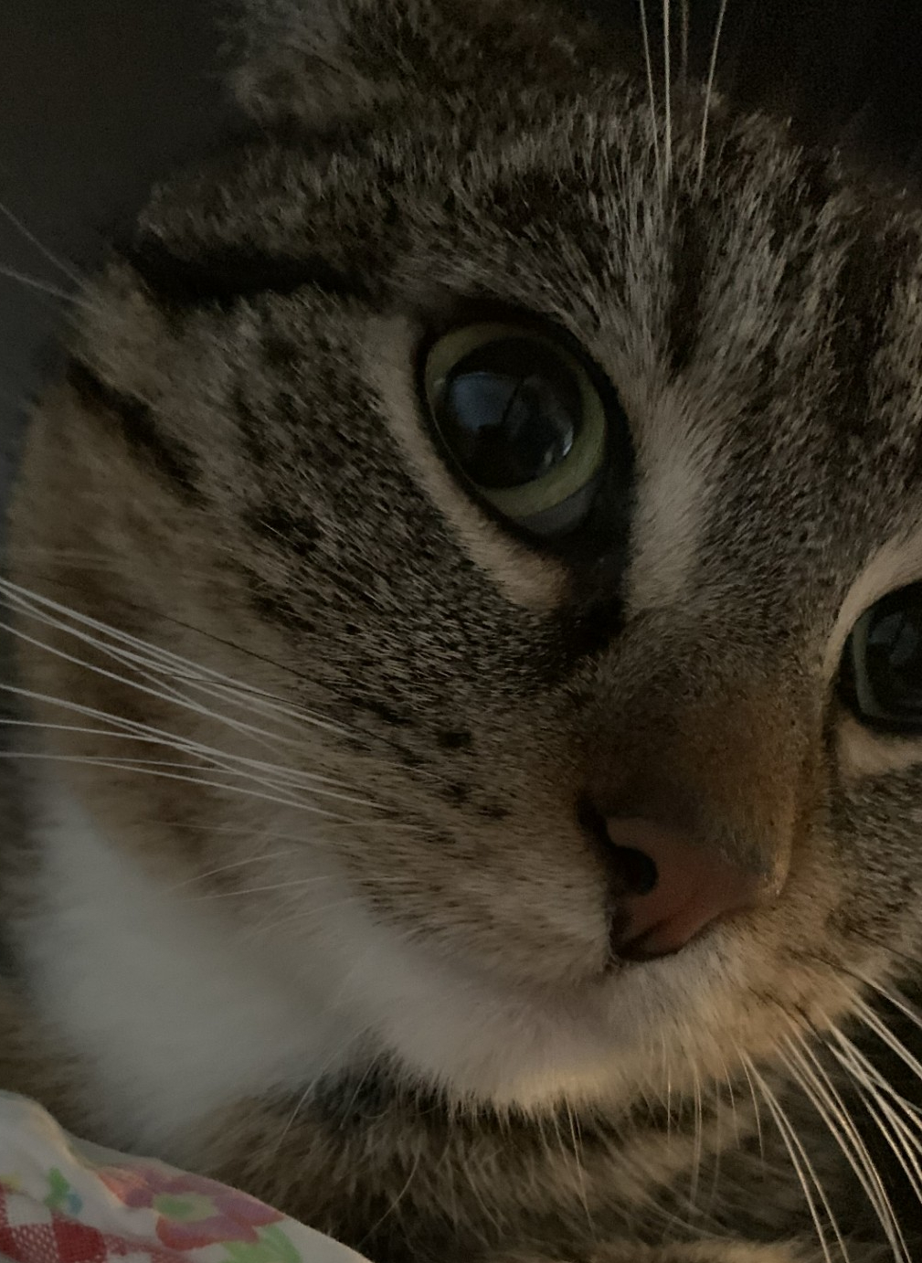 My cat!
