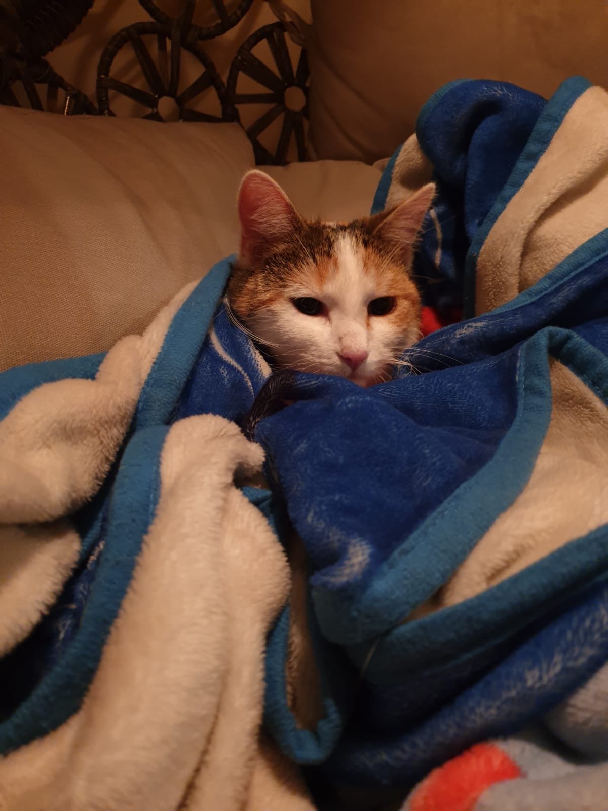 My other cat!